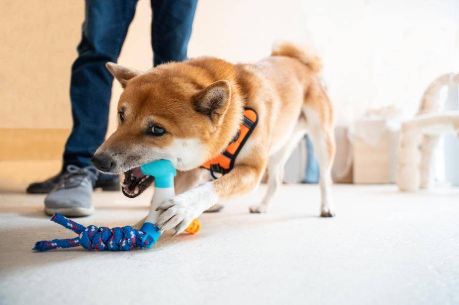 A dog with a toy in its mouthDes<em></em>cription automatically generated